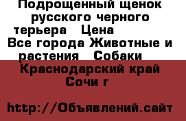 Подрощенный щенок русского черного терьера › Цена ­ 35 000 - Все города Животные и растения » Собаки   . Краснодарский край,Сочи г.